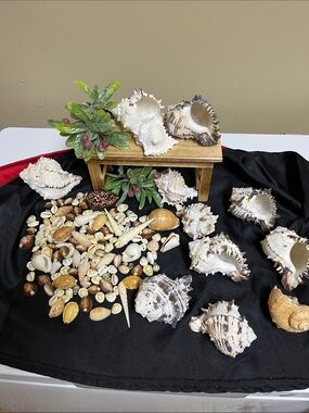 VTG Seashells Handpicked from the 70’s all in good condition ( (Bundle)